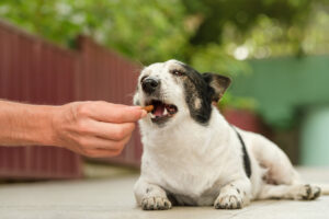 One Free Bite For Dogs Before Consequences