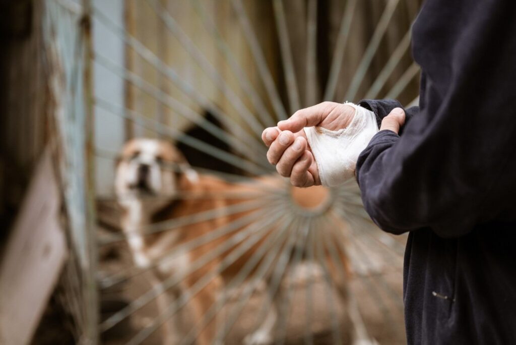 People Injured in Pack of Dogs Attack